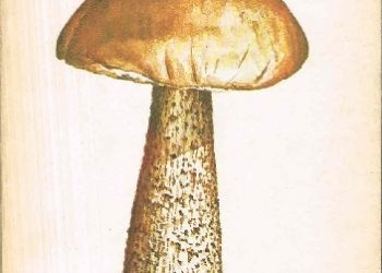 Andrzej Grzywacz – Grzyby leśne