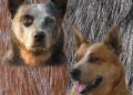 Anna Pol – Australian Cattle Dog