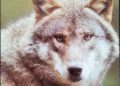 Redakcja DVD – Wilki – fakty i mity