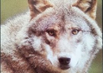 Redakcja DVD – Wilki – fakty i mity